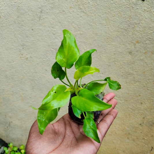 Philodendron Xanadu Gold