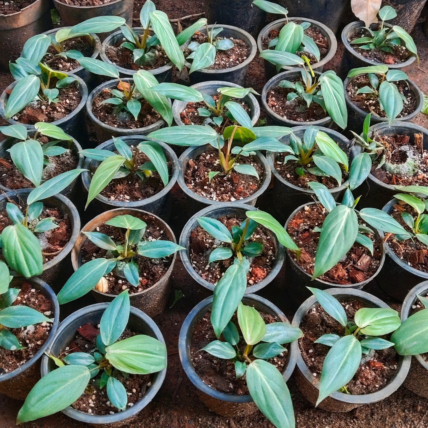 Philodendron Gloriosum