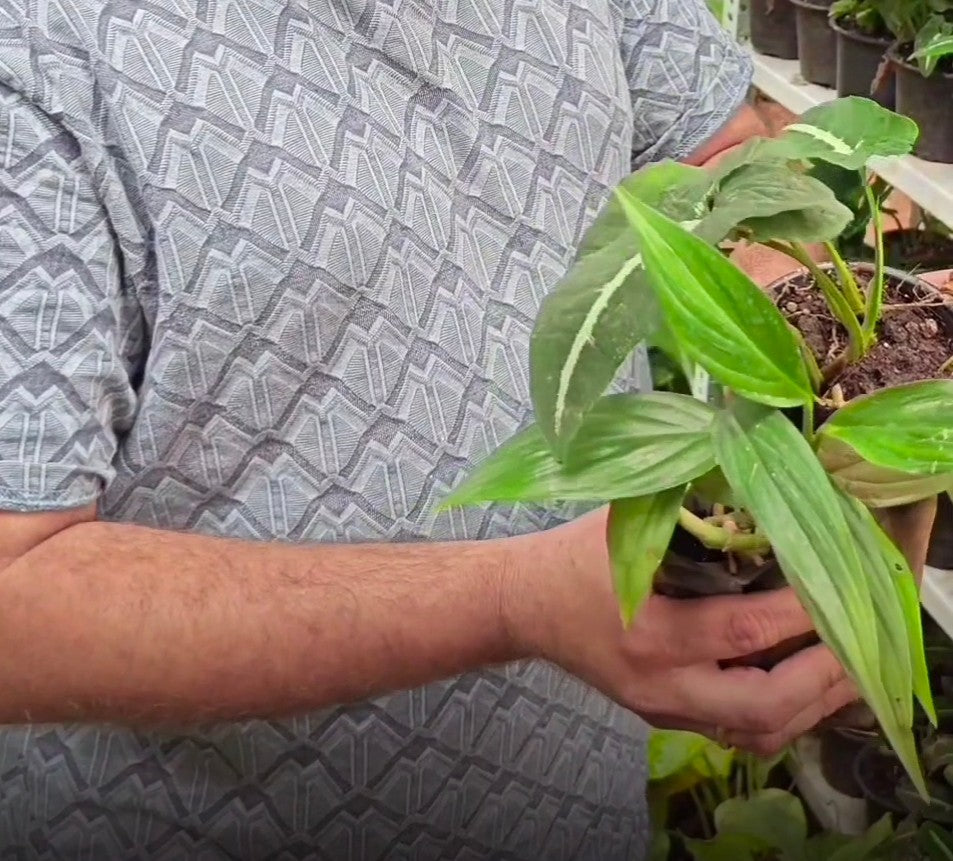 November Combo( Epipremnum aplisium & Syngonium wendlandii )