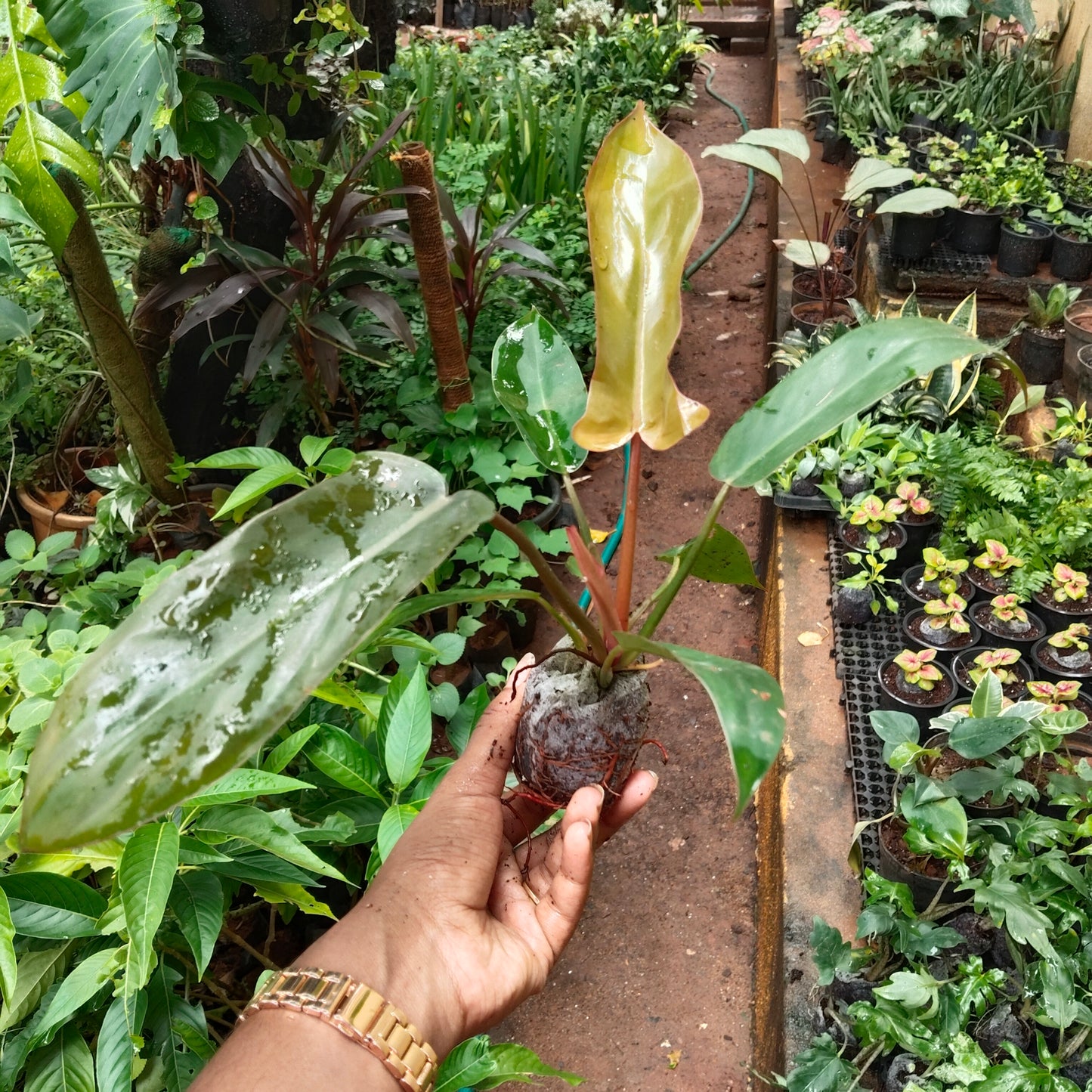 Philodendron Florida Bronze