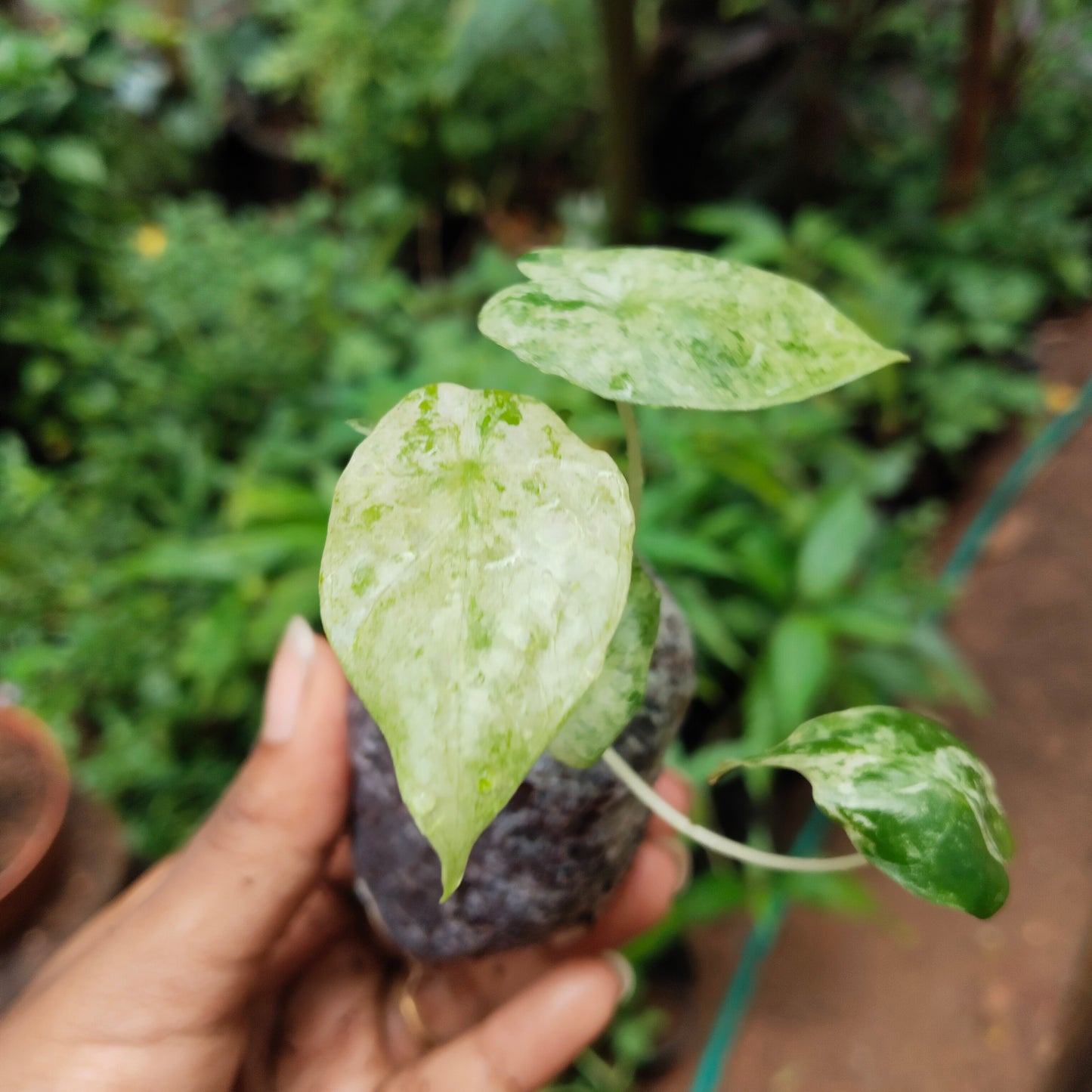 Alocasia Odara Batik Variegated
