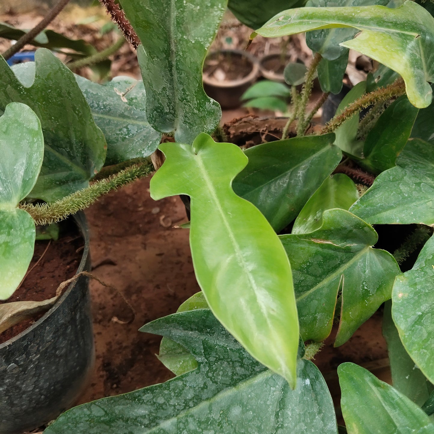Philodendron Squamiforum