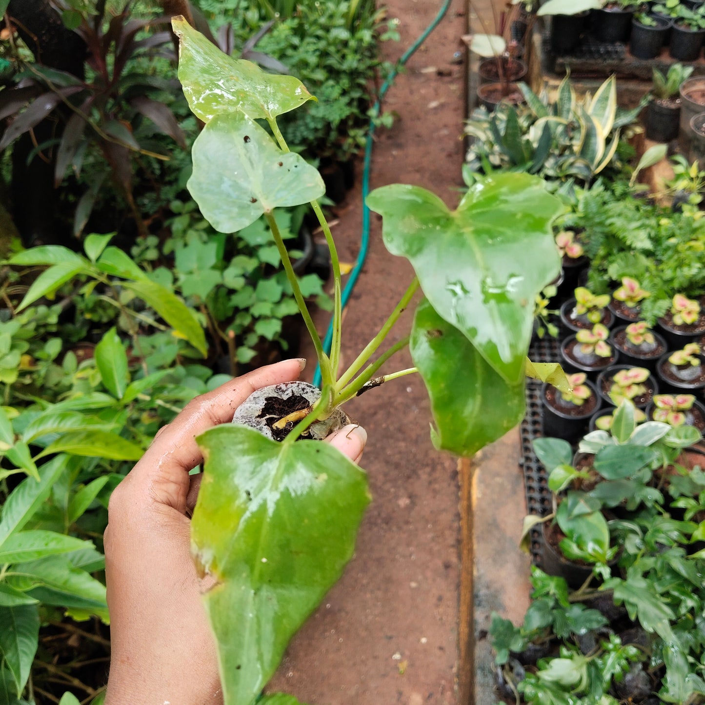 Philodendron selloum