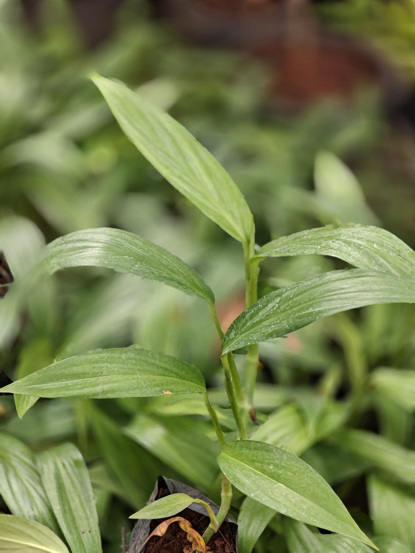 Epipremnum amplissimum