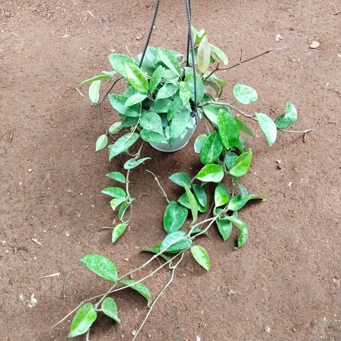 Hoya Green
