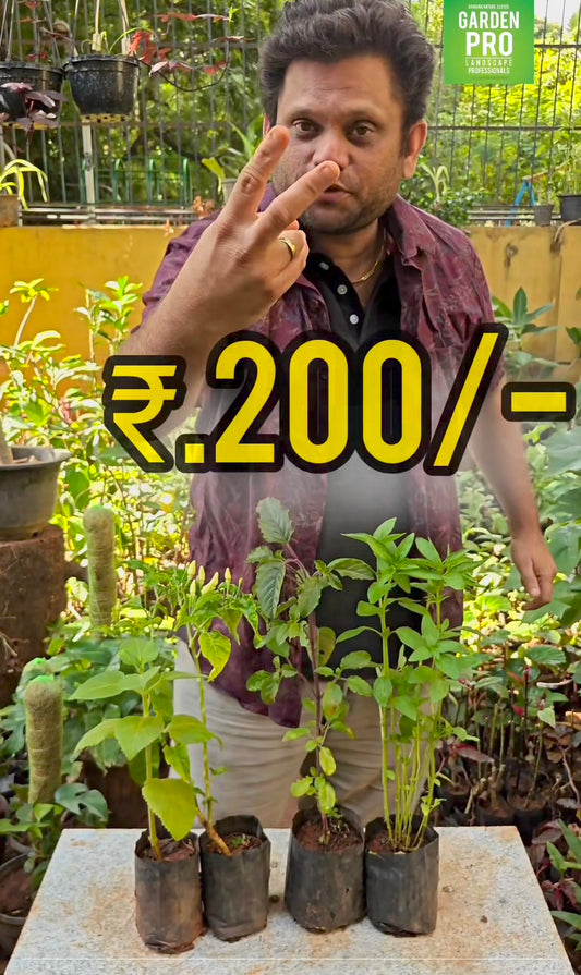 200 vinayagar chathurthi combo herb