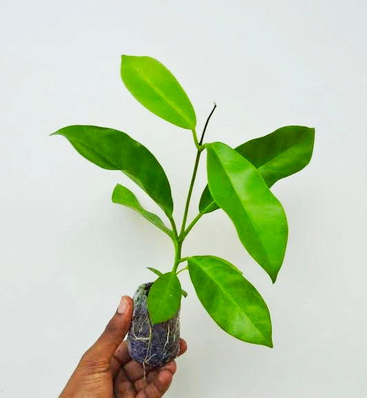 Hoya globulosa Lazy Plant
