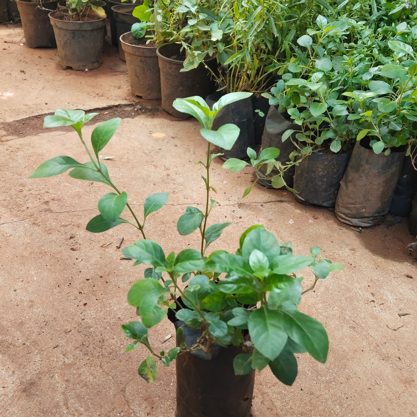 Creeping December Plant/Barleria Red December plant