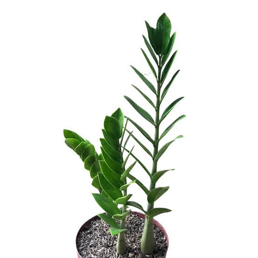 Zamia Zycus ZZ Plant Green