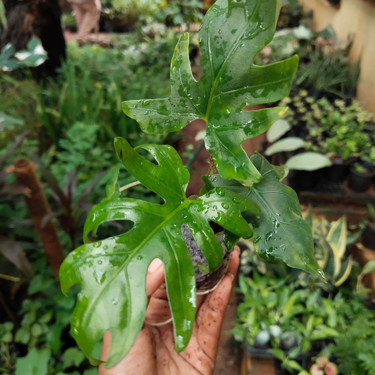 Alocasia Bransifolia
