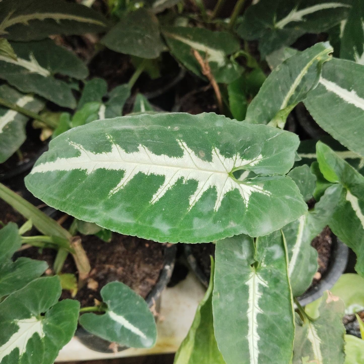 Syngonium wendlandii