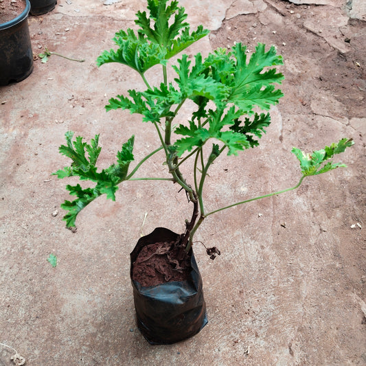 Panneer Plant