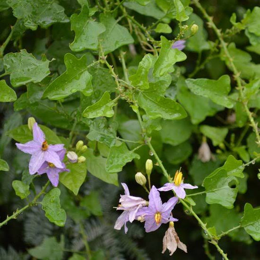 Solanum trilobatum / Thuthuvalai