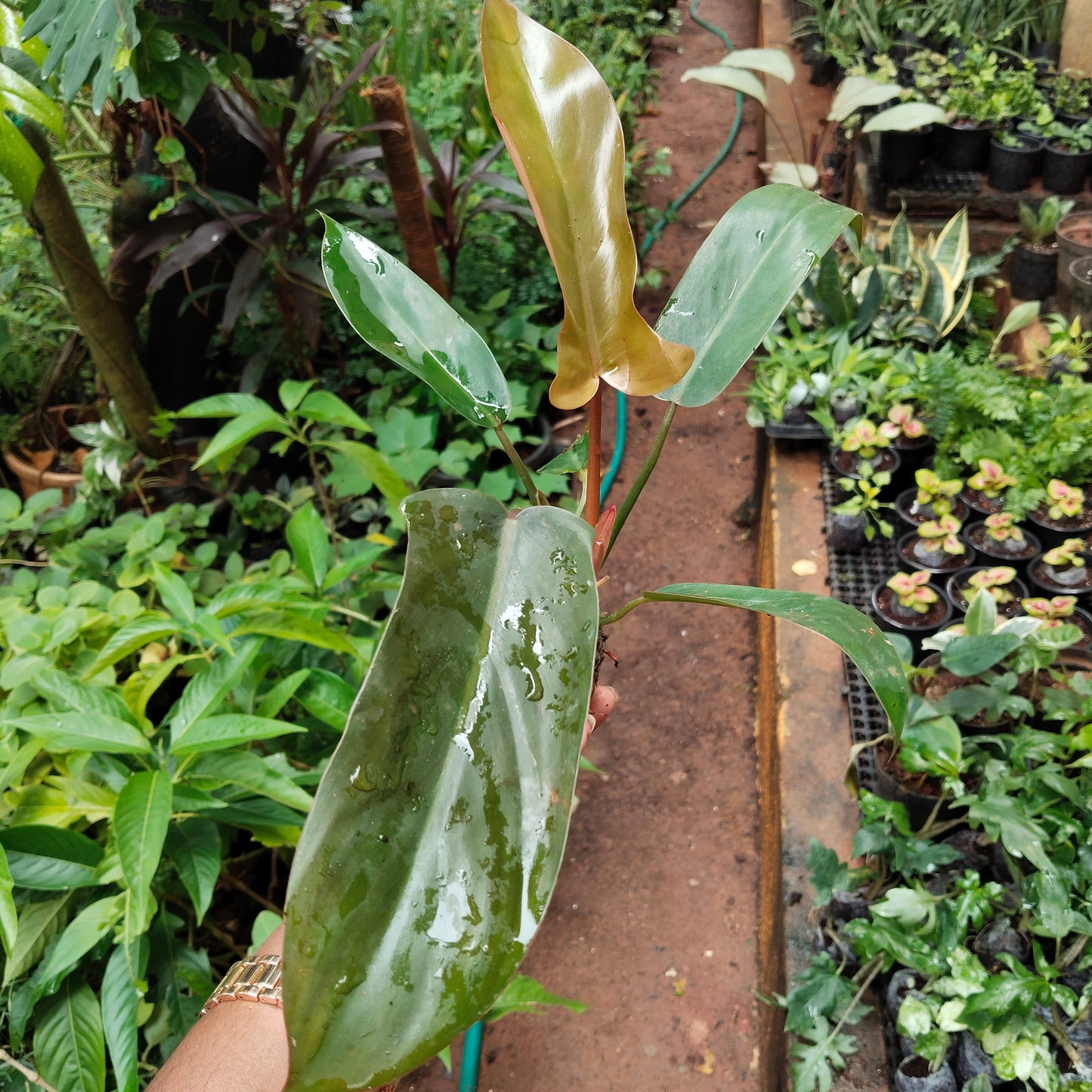 Philodendron Florida Bronze