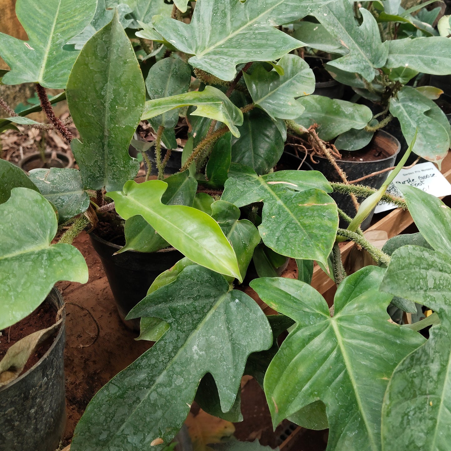 Philodendron Squamiforum