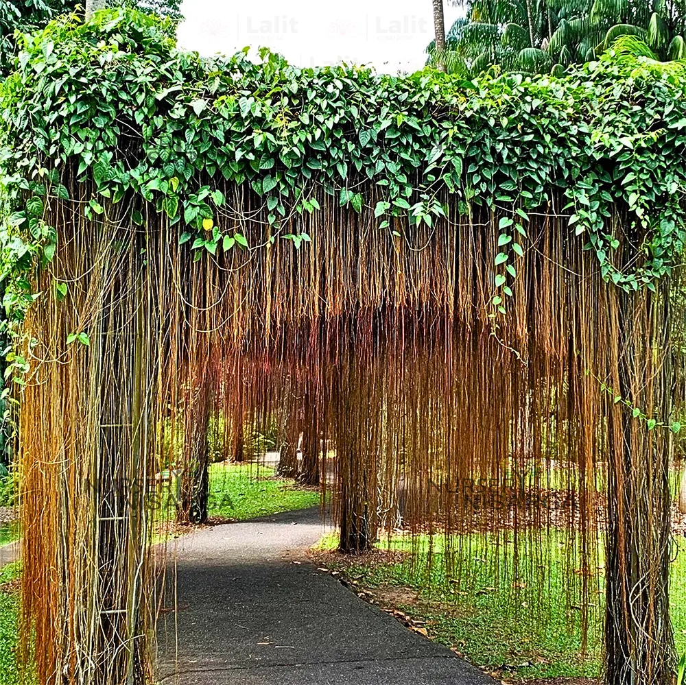 Japanese Honeysuckle+Princess Vine