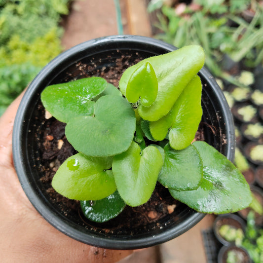 Heart Leaf Fern
