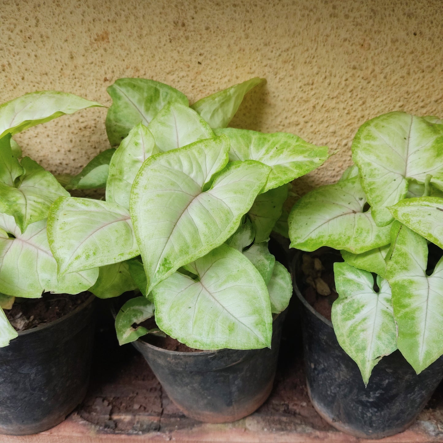 Syngonium Red Vein
