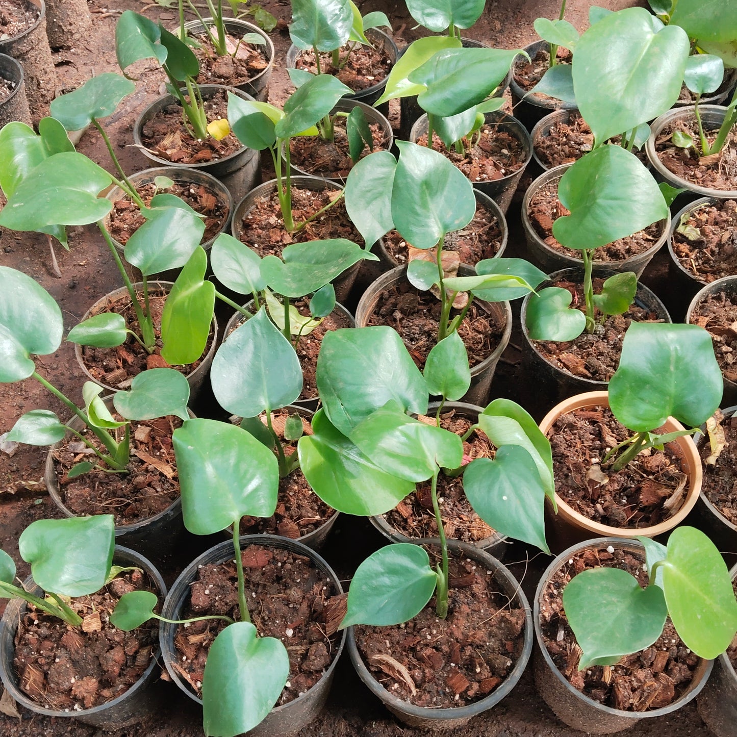 Monstera Deliciosa Mini