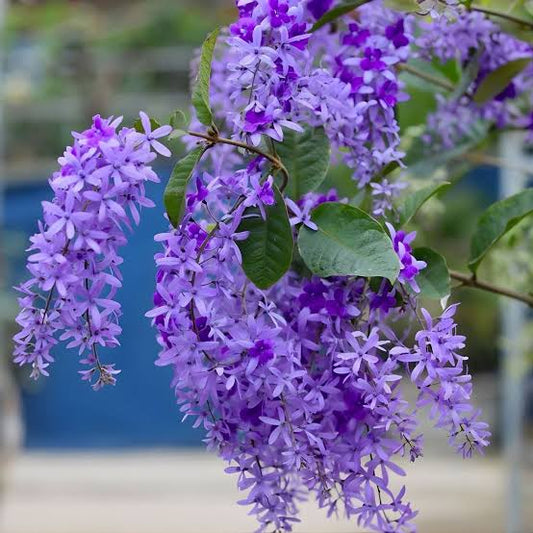 Petrea