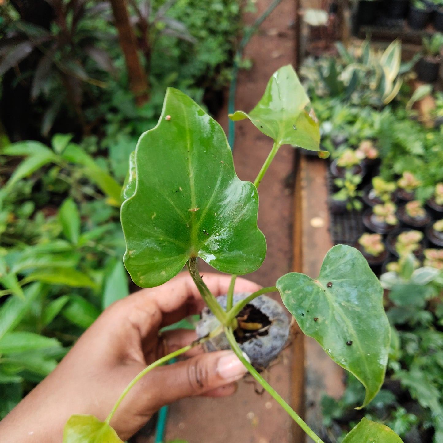 Philodendron selloum