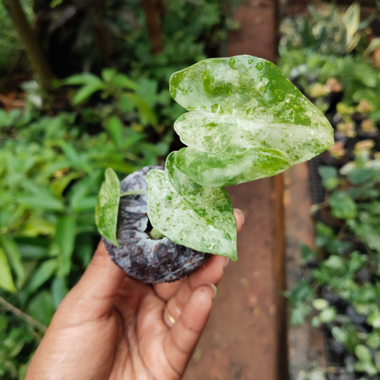 Alocasia Odara Batik Variegated