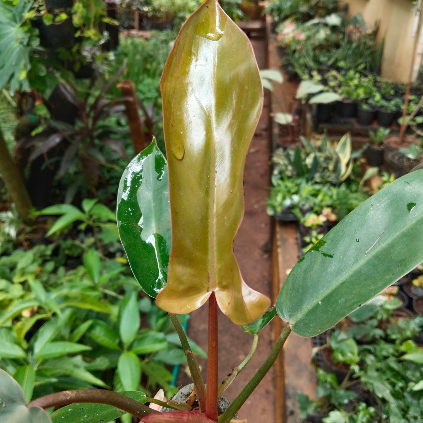 Philodendron Florida Bronze