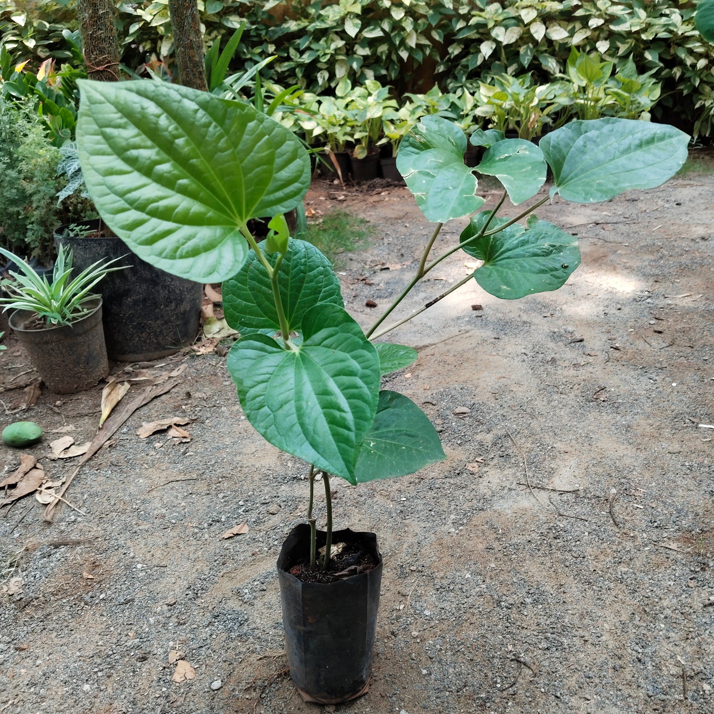 Summer Medicinal Plants Combo