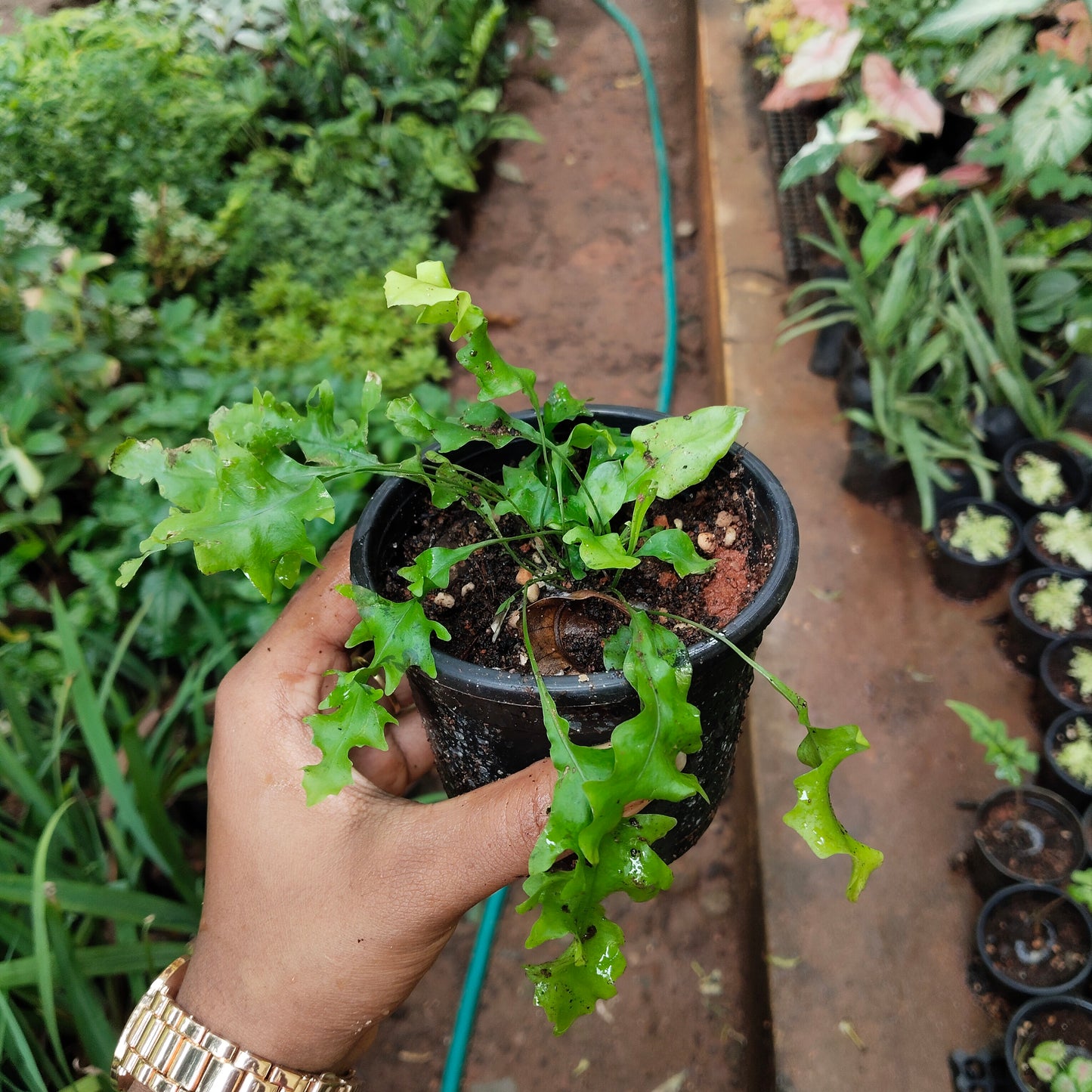 Hawaiian Sunshine Fern