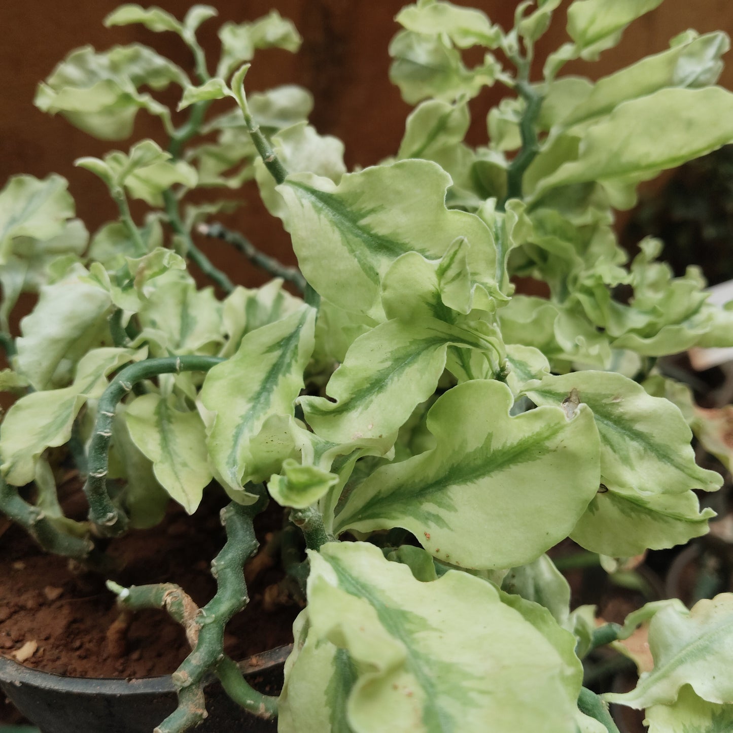 Pedilanthus Varigated