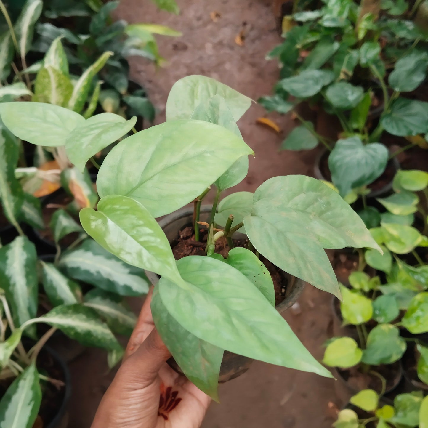 Epipremnum pinnatum cebu blue