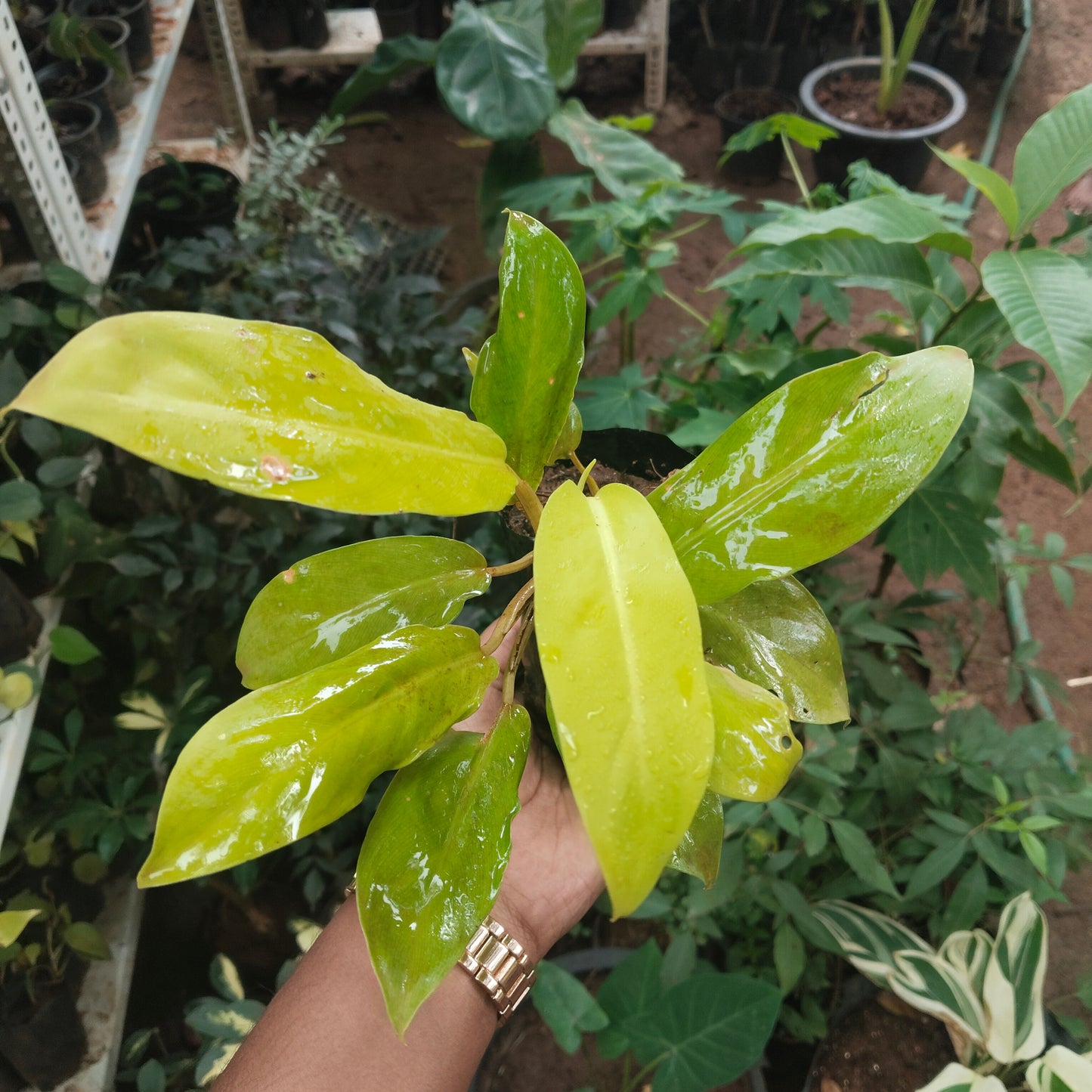 5 Philodendron Combo