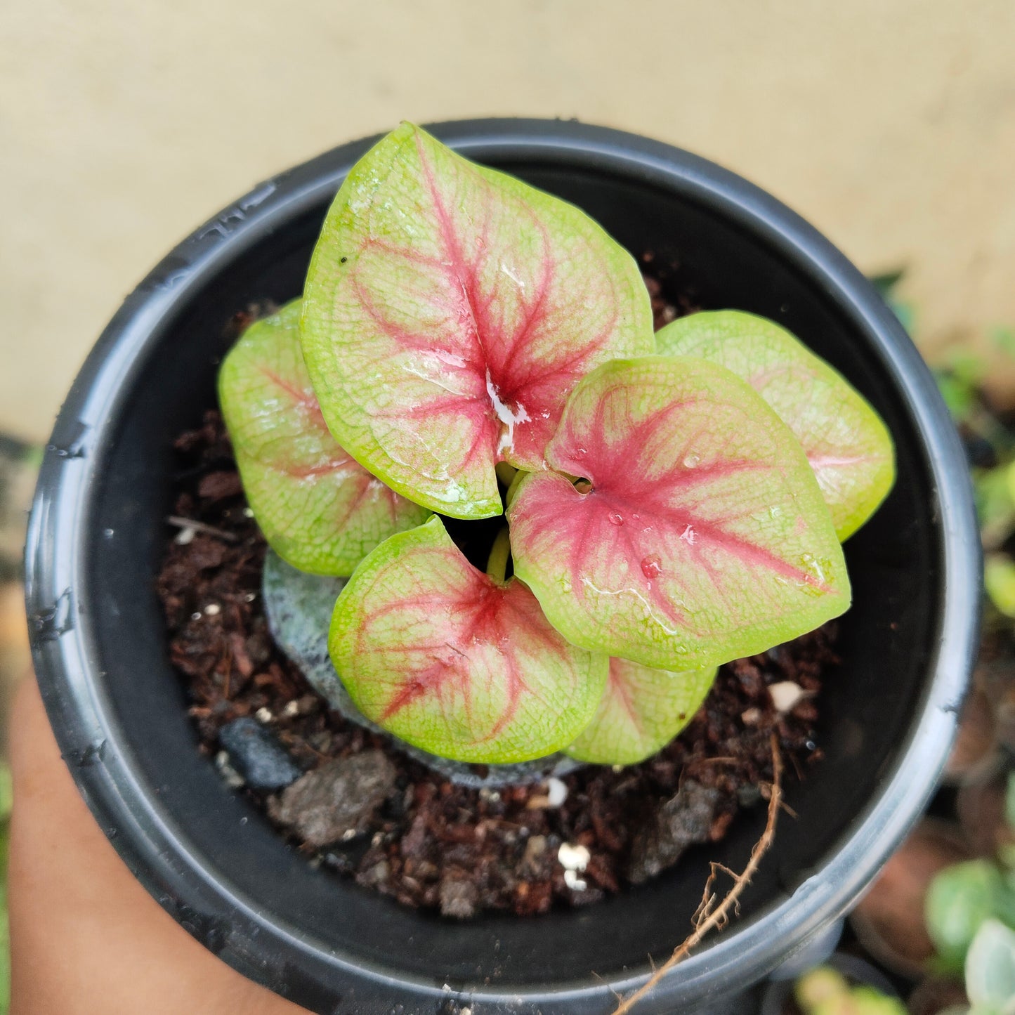 Caladium Bud Bicolour