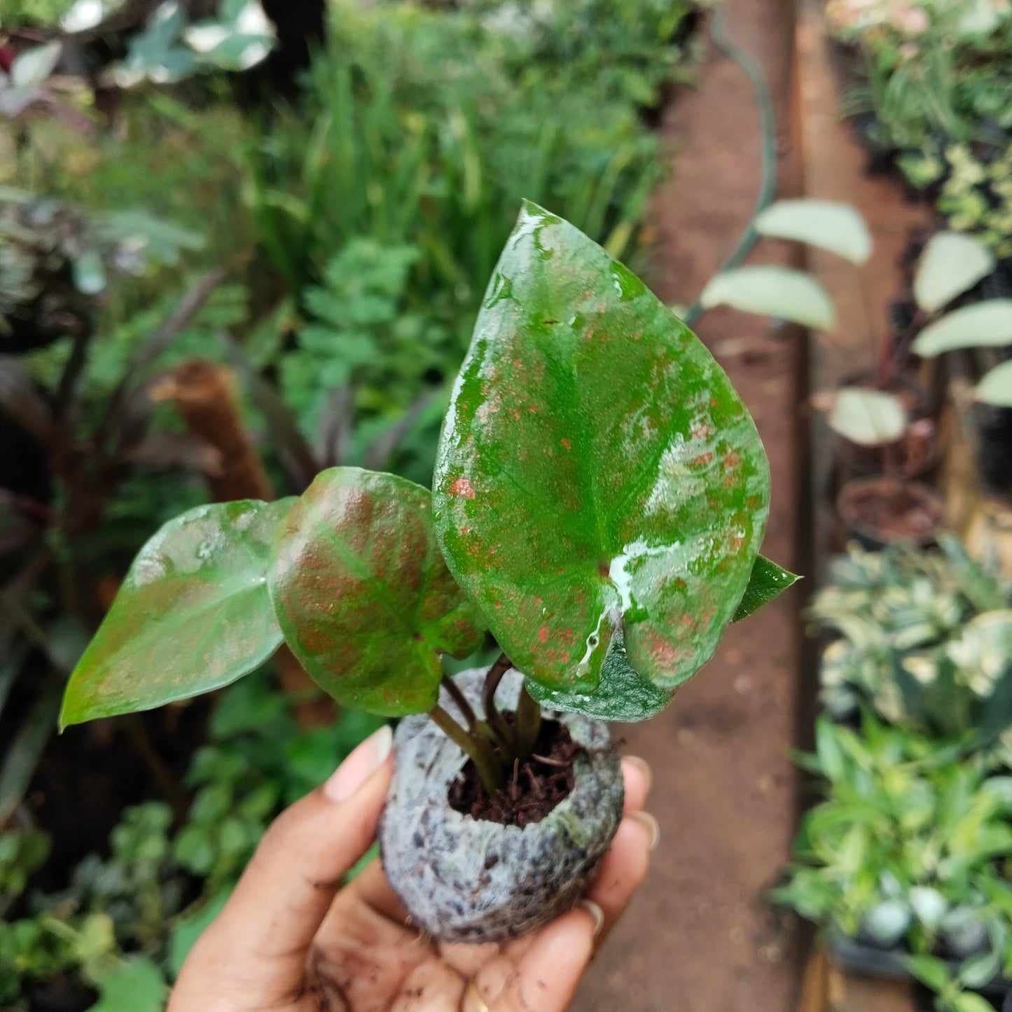 Caladium Bud Bicolour