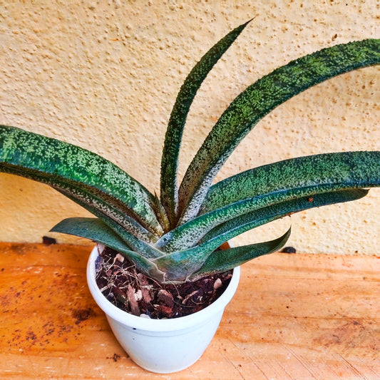 Book Cactus Long