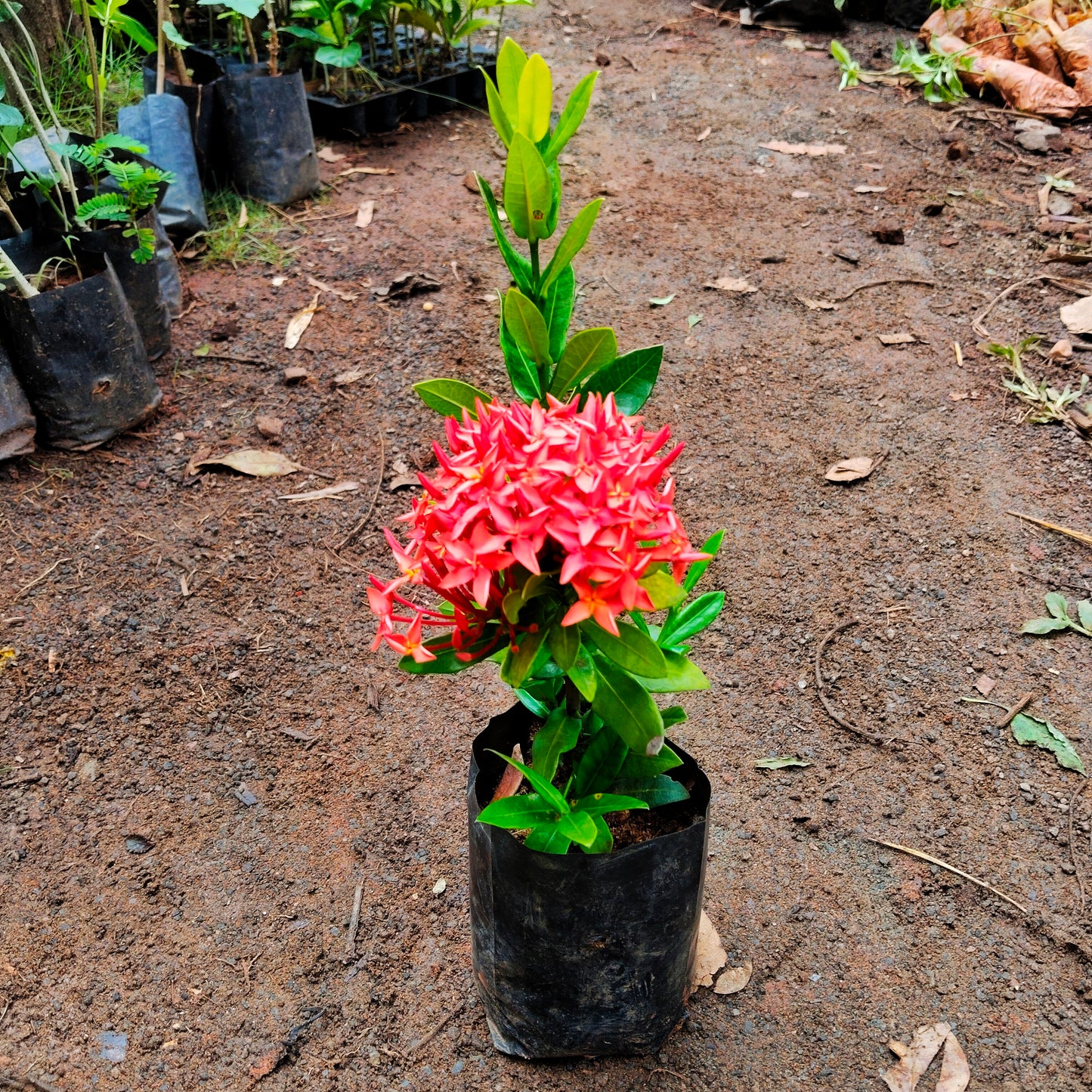 Ixora dwarf red