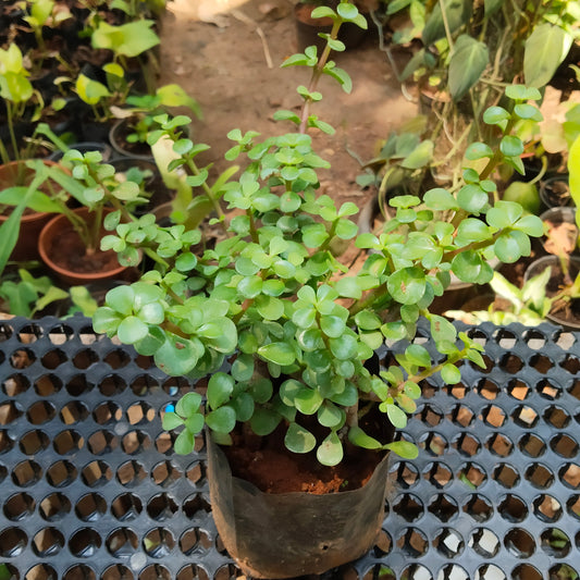 Jade Plant