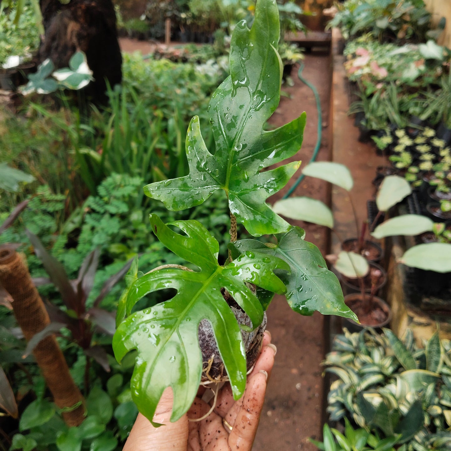 Alocasia Bransifolia
