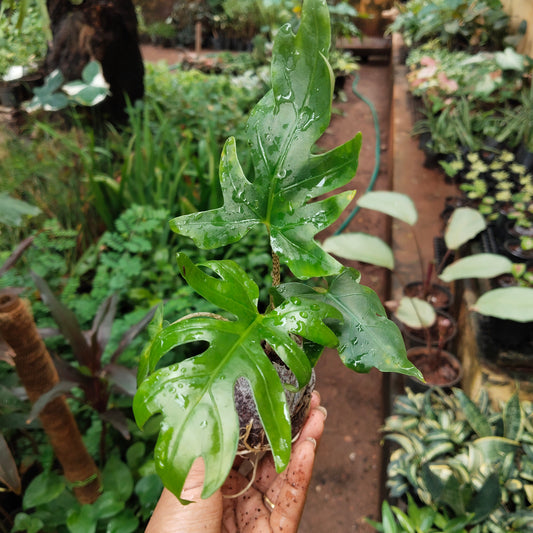Alocasia Bransifolia