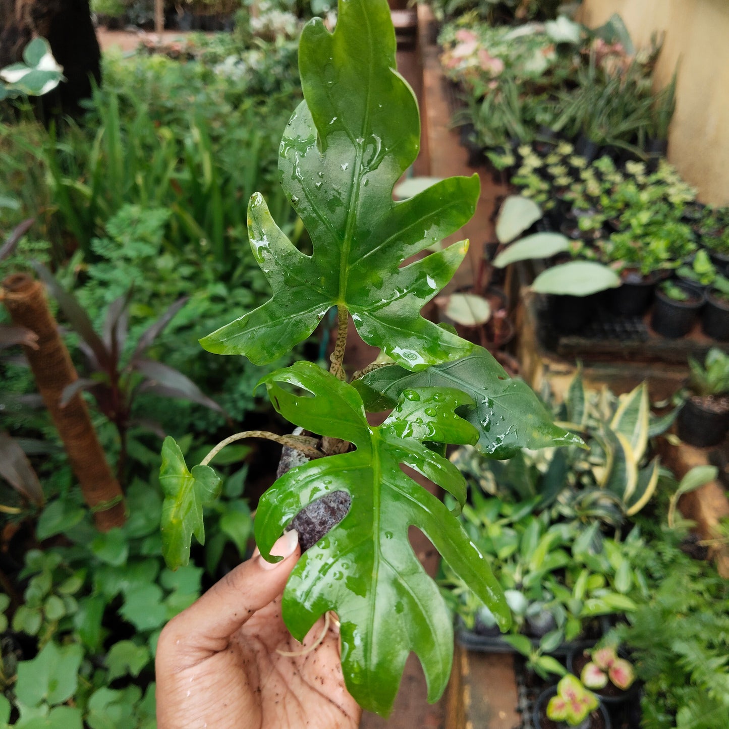Alocasia Bransifolia