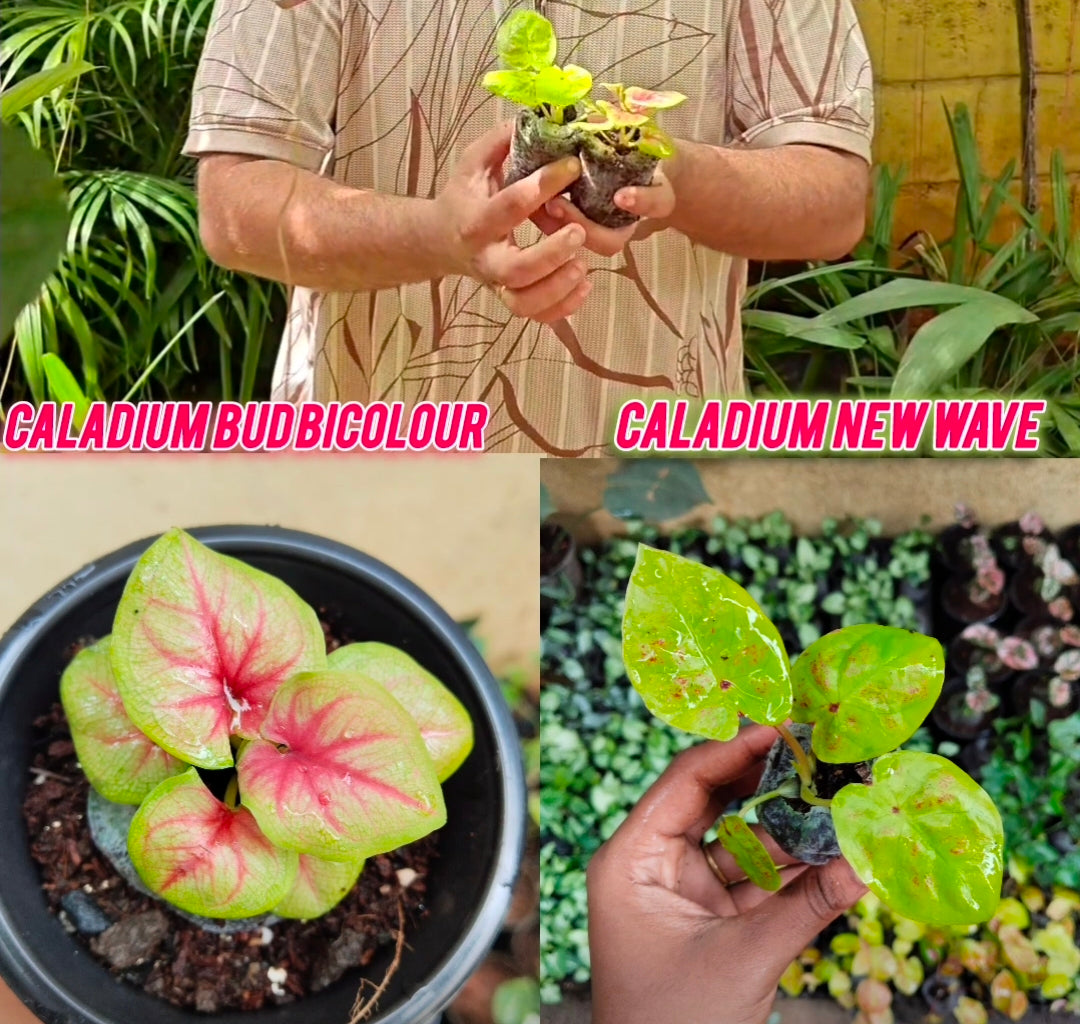 Caladium Combo - Bud Bicolour & New Wave