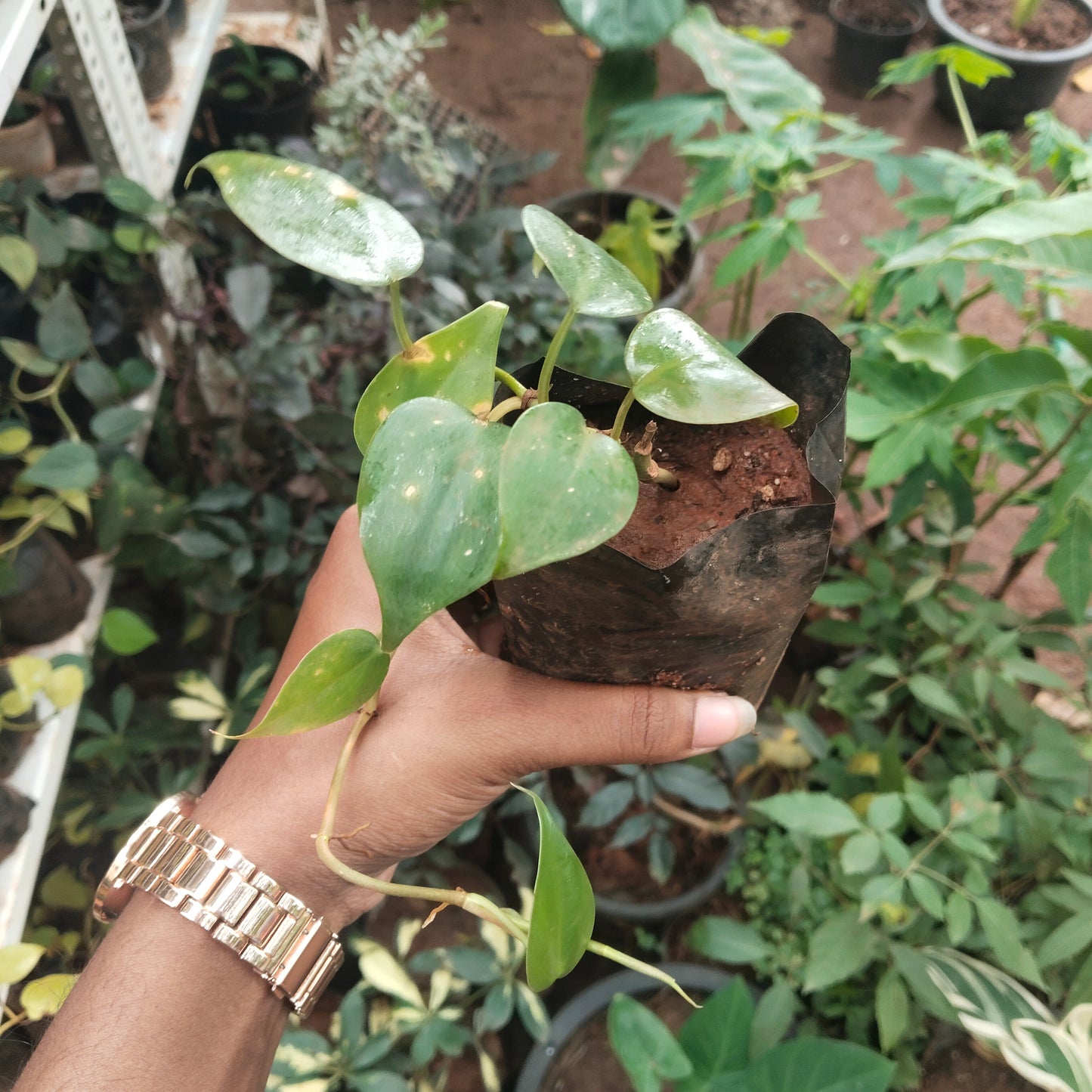 5 Philodendron Combo