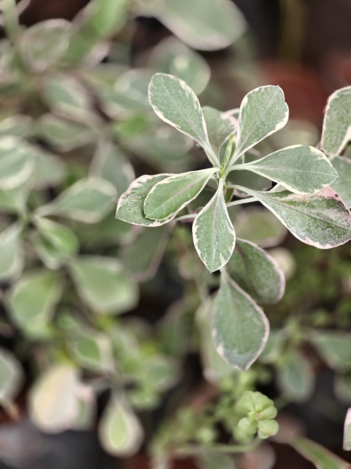 Euphorbia umbellata