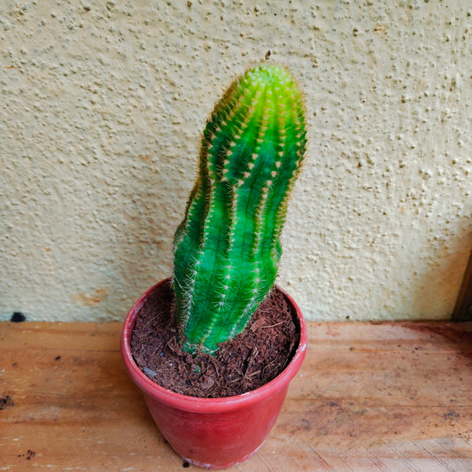 Echinopsis chamaecereus/ Golden Torch/ Peanut cactus