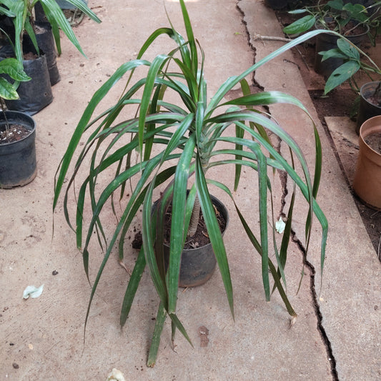 Dracaena Green