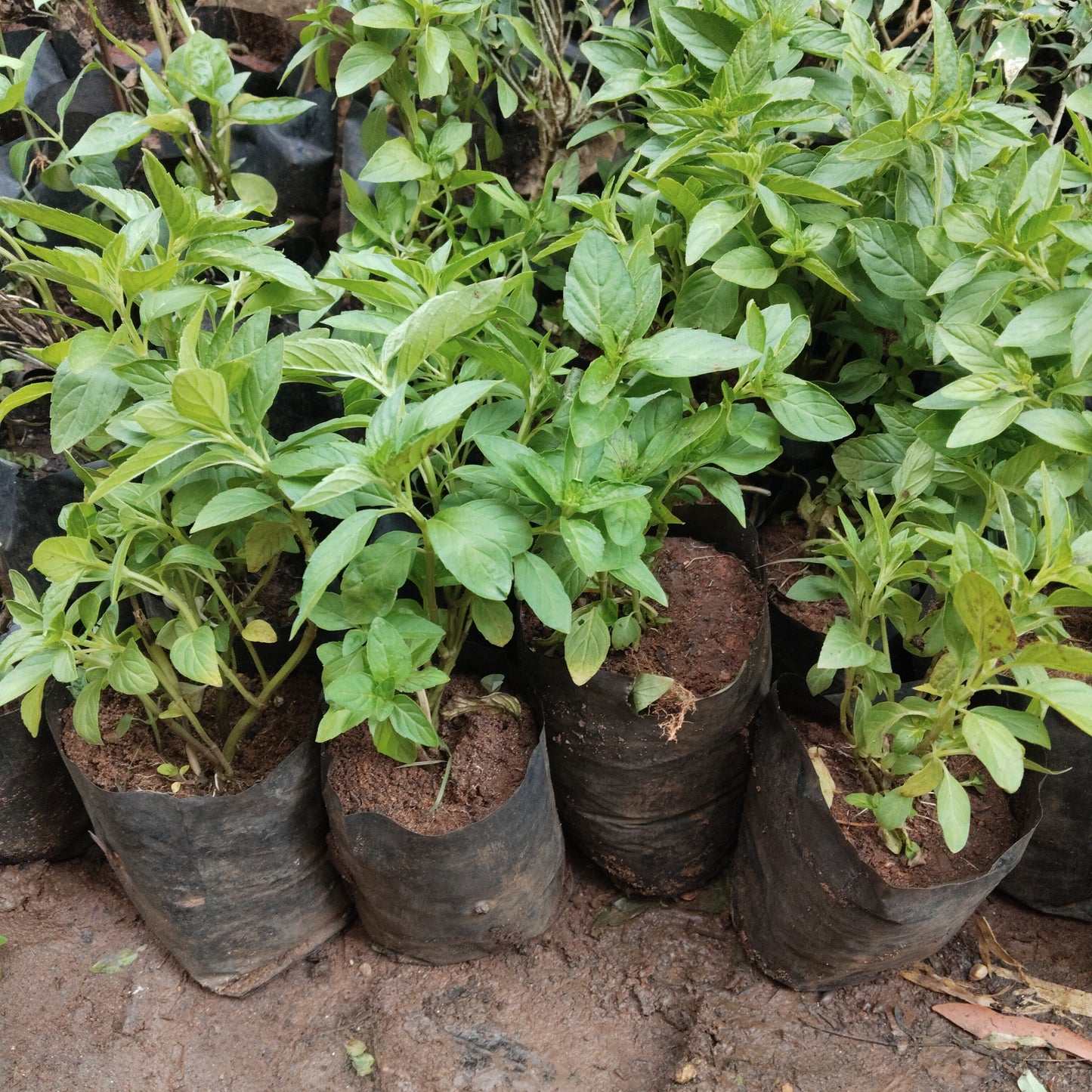 Mint Thulasi / Vicks Thulasi