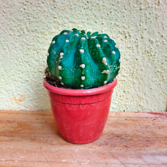 Ball Cactus