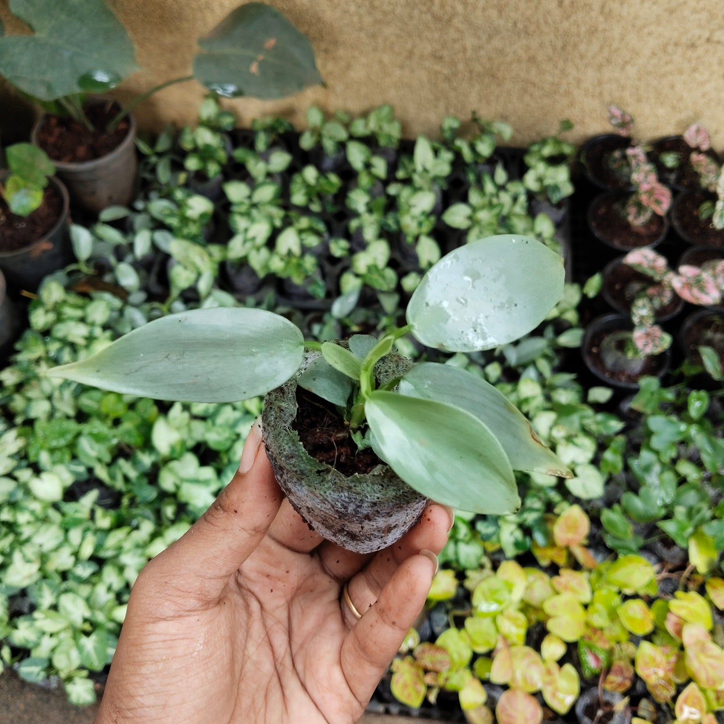 Philodendron martianum Fat Boy