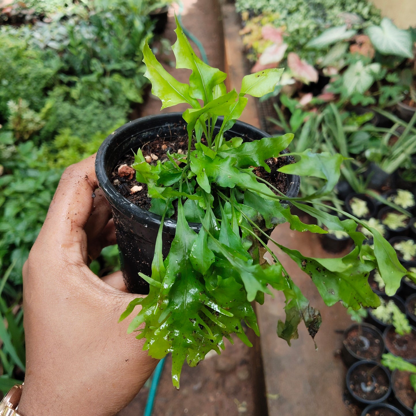 Hawaiian Sunshine Fern