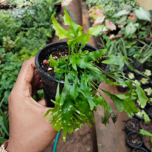 Hawaiian Sunshine Fern